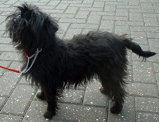 Affenpinscher - Dog breed similar to English White Terrier
