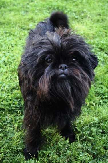Affenpinscher thumbnail 3