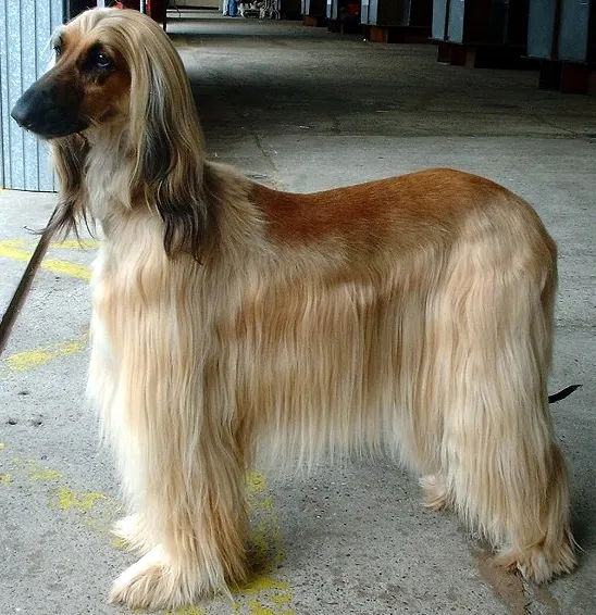 Afghan Hound close-up photo