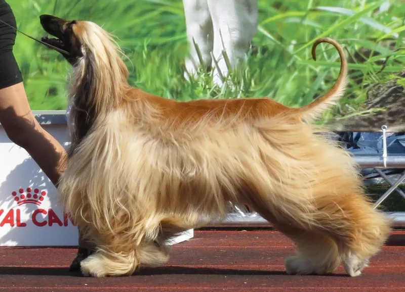 Afghan Hound - Image 1