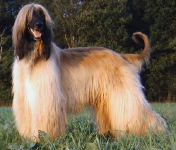 Afghan Hound - Image 6