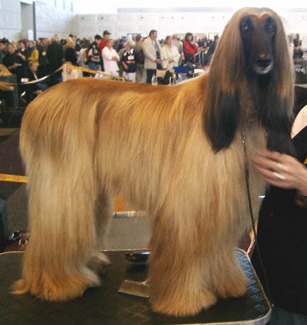 Afghan Hound in a natural setting