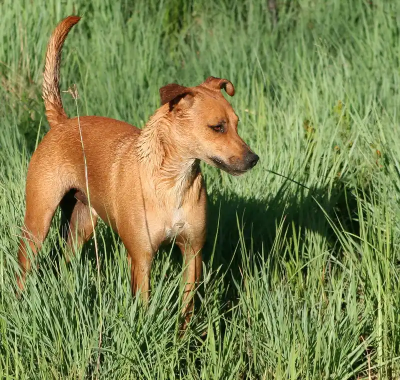 Africanis - Dog breed similar to Telomian