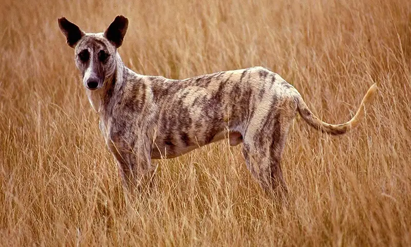 Africanis - Hound breed known for being Adaptable and Affectionate