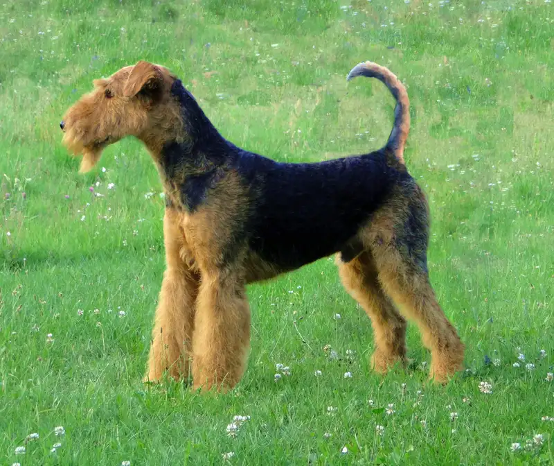 Airedale Terrier side profile view