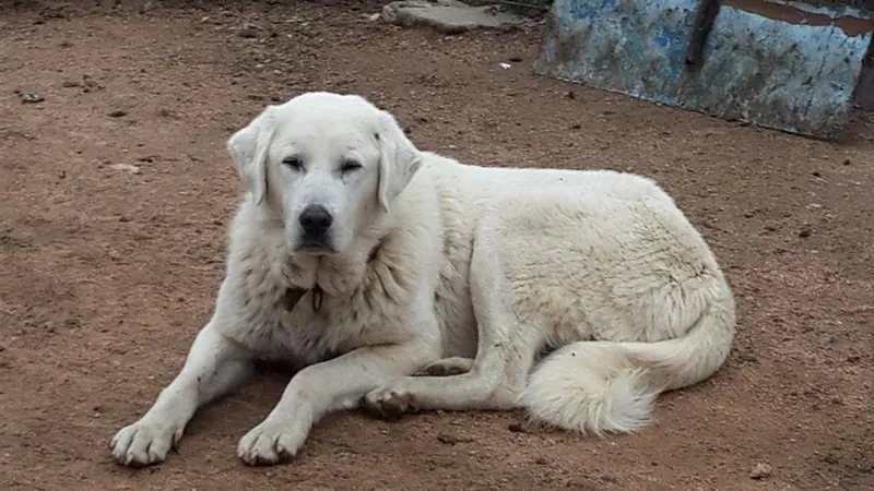 Akbash - Working breed known for being Brave and Calm