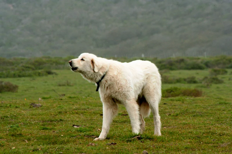 Akbash side profile view