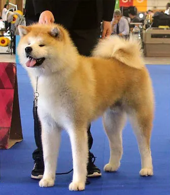 Akita full body photo