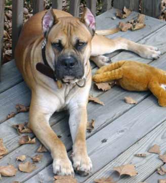 Alano Español full body photo