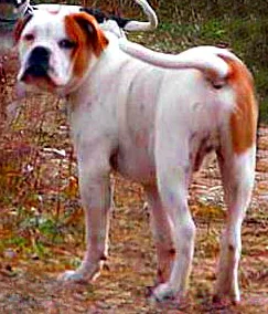Alapaha Blue Blood Bulldog side profile view