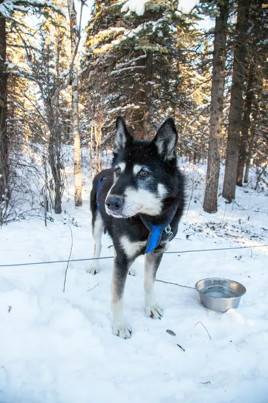 Alaskan Husky thumbnail 4