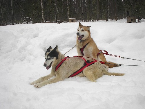 Alaskan Husky thumbnail 3