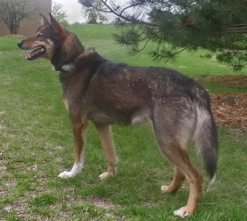 Alaskan Husky - Working breed known for being Energetic and Friendly