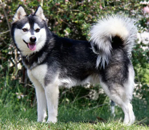 Alaskan Klee Kai - Spitz breed known for being Affectionate and Curious