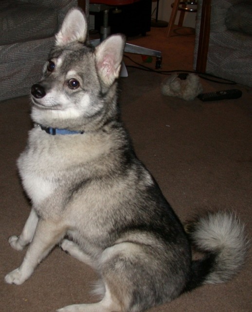 Alaskan Klee Kai side profile view