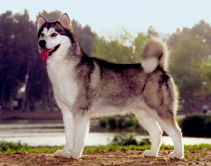 Alaskan Malamute side profile view