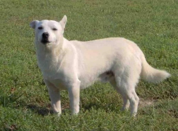 Alopekis - Companion breed known for being Affectionate and Alert