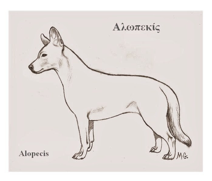 Alopekis - Dog breed similar to Tenterfield Terrier