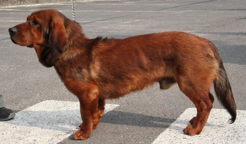 Alpine Dachsbracke - Image 1