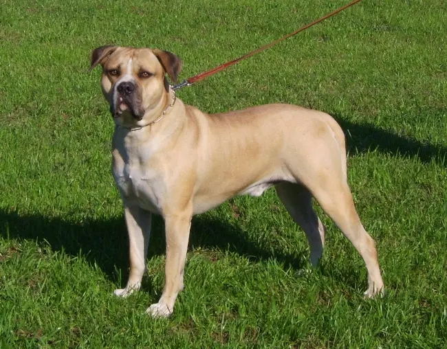 American Bulldog photo thumbnail 2