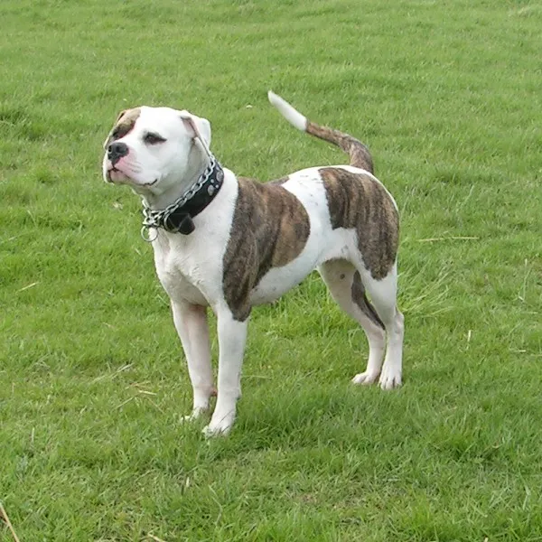 American Bulldog photo thumbnail 3