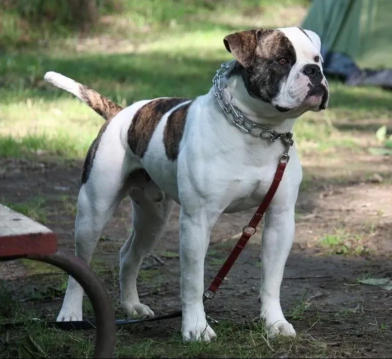 American Bulldog - Dog breed similar to Standard Schnauzer