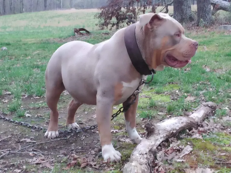 American Bully - Image 2