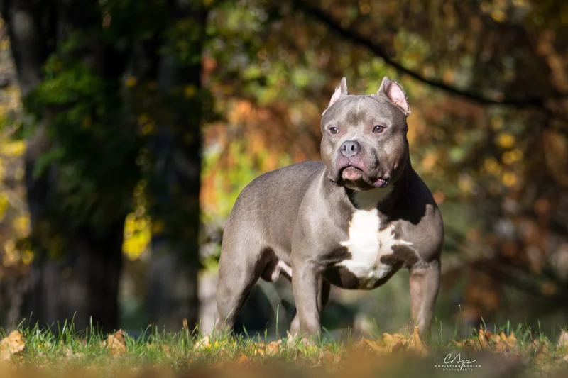American Bully - Image 1