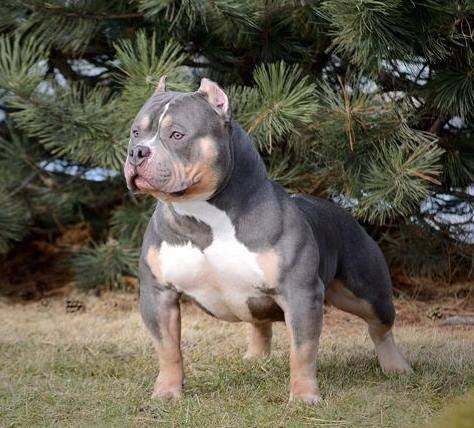 American Bully - Image 4