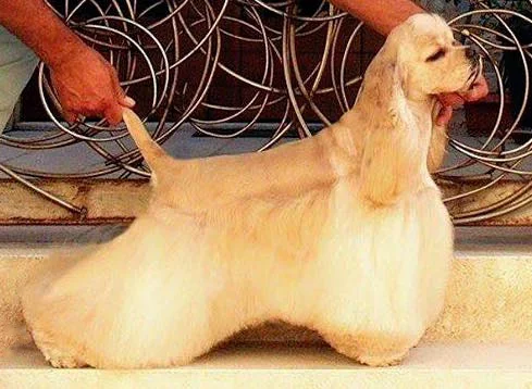 American Cocker Spaniel - Sporting breed known for being Affectionate and Cheerful