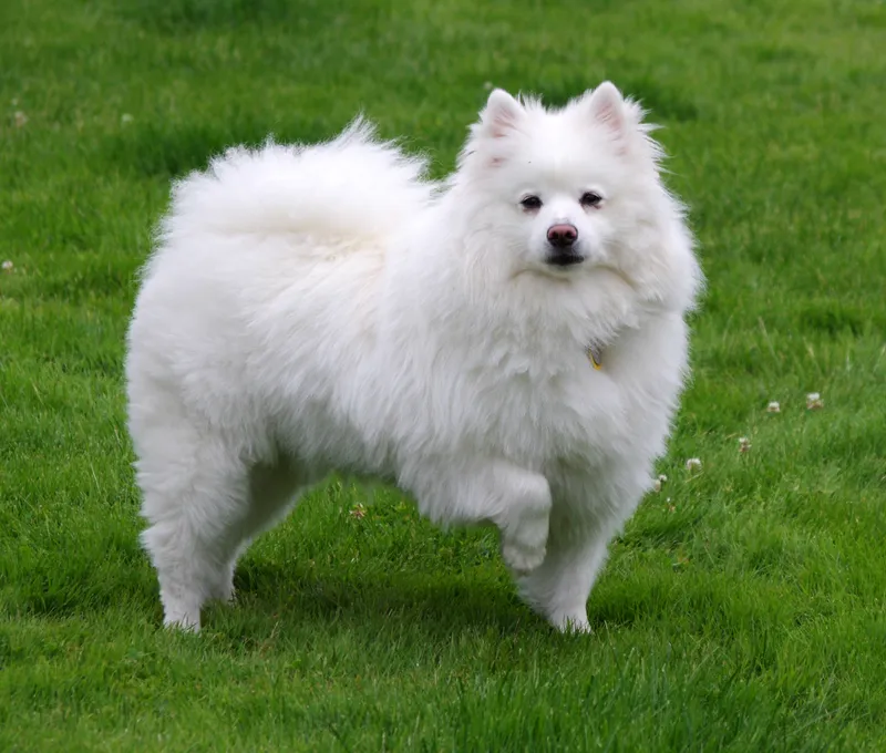 American Eskimo Dog - Image 1
