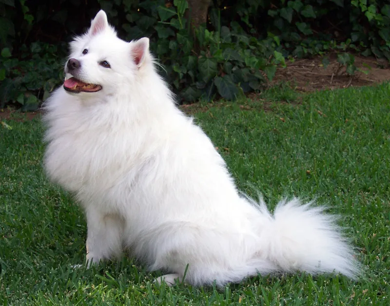 American Eskimo Dog thumbnail 2