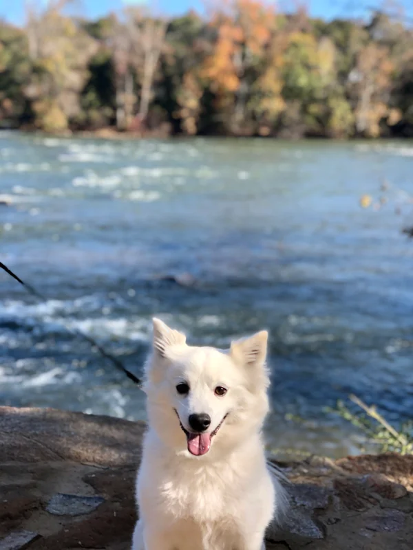 American Eskimo Dog in a natural setting