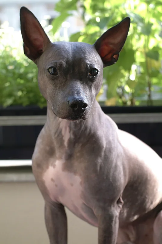 American Hairless Terrier photo thumbnail 1