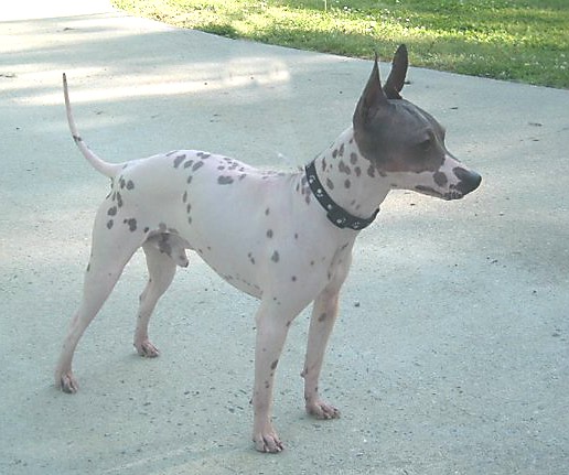 American Hairless Terrier - Image 3