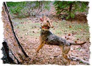 American Leopard Hound photo thumbnail 2