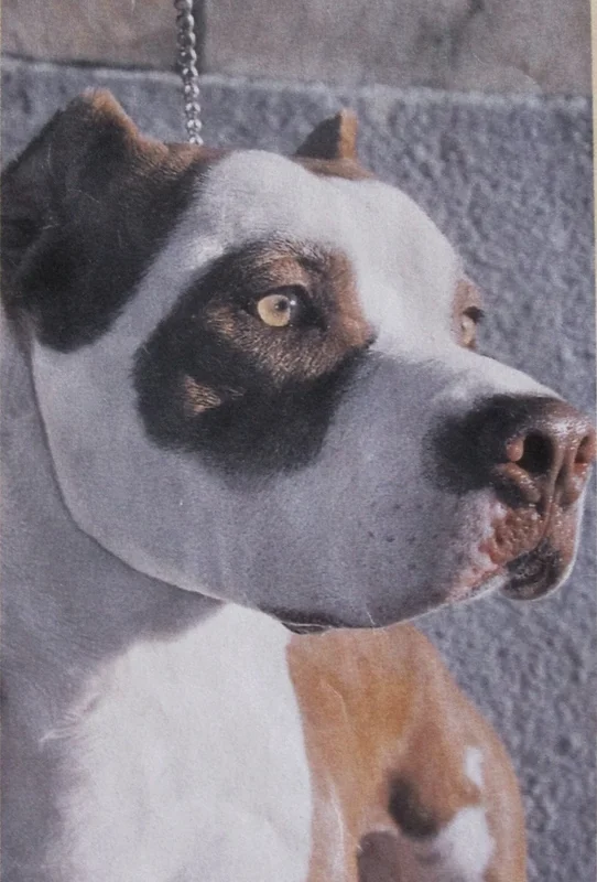 American Pit Bull Terrier showing breed features