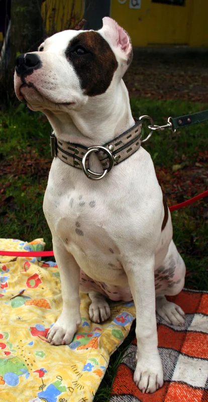 American Staffordshire Terrier thumbnail 4