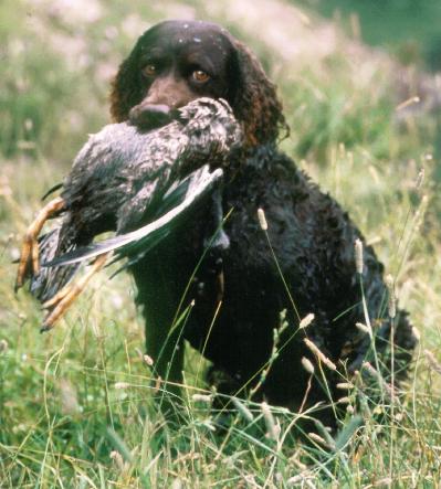 American Water Spaniel photo thumbnail 2