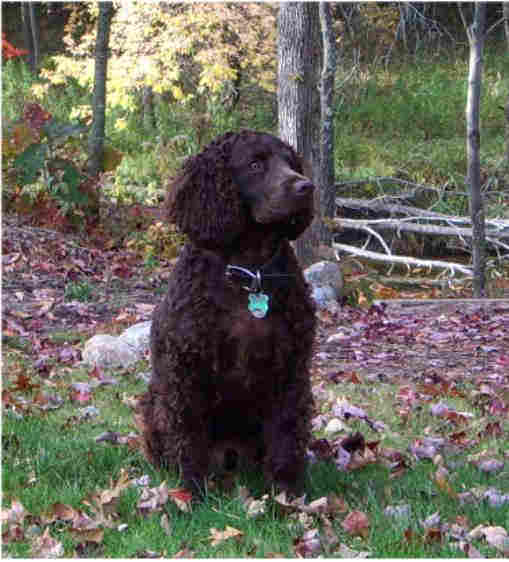 American Water Spaniel photo thumbnail 3