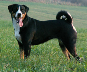 Appenzeller Sennenhund - Image 3