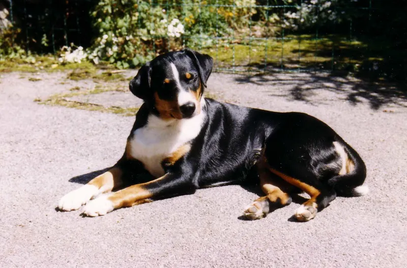 Appenzeller Sennenhund photo thumbnail 3