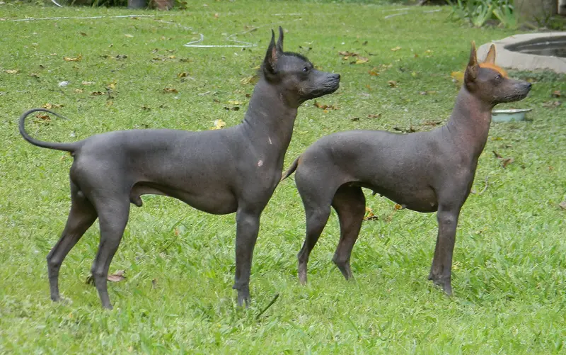 Argentine Pila - Dog breed similar to East European Shepherd