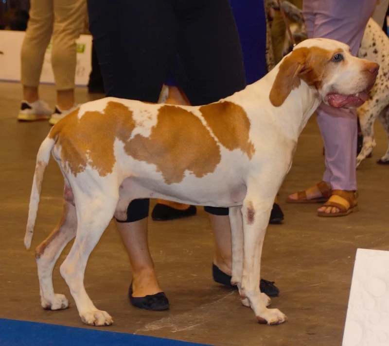 Ariege Pointer side profile view