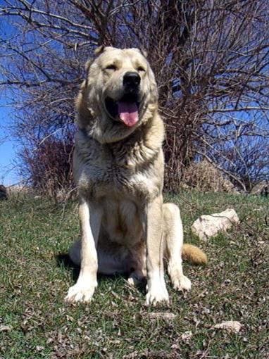 Armenian Gampr - Dog breed similar to Appenzeller Sennenhund