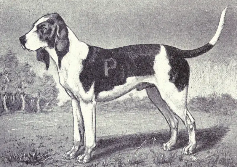 Artois Hound - Image 1
