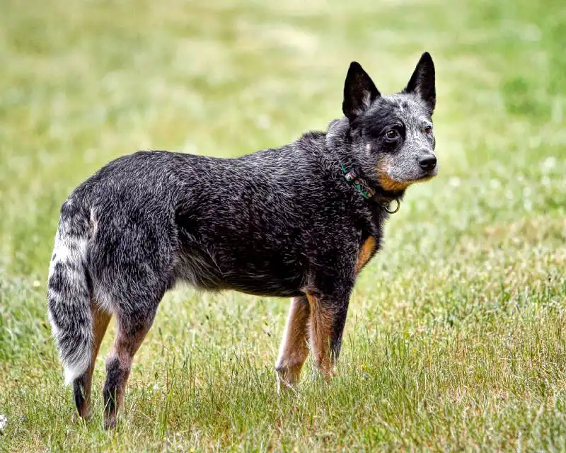 Australian Cattle Dog - Herding breed known for being Energetic and Intelligent
