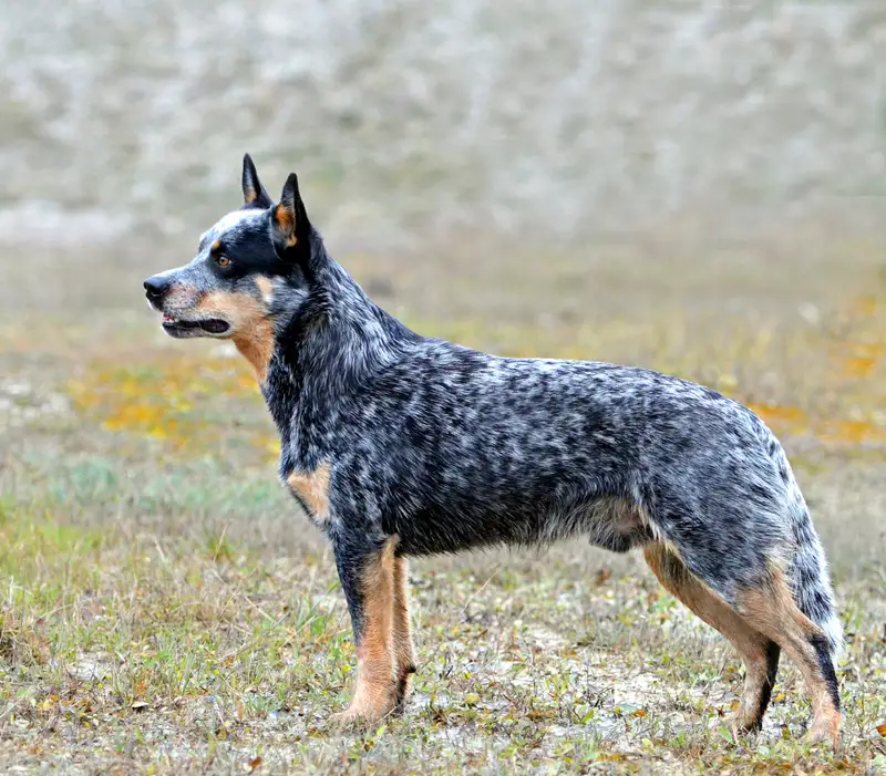 Australian Cattle Dog - Image 2