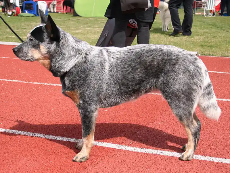 Australian Cattle Dog photo thumbnail 3
