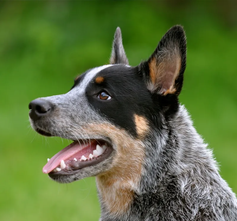 Australian Cattle Dog, a 85% match to Border Collie